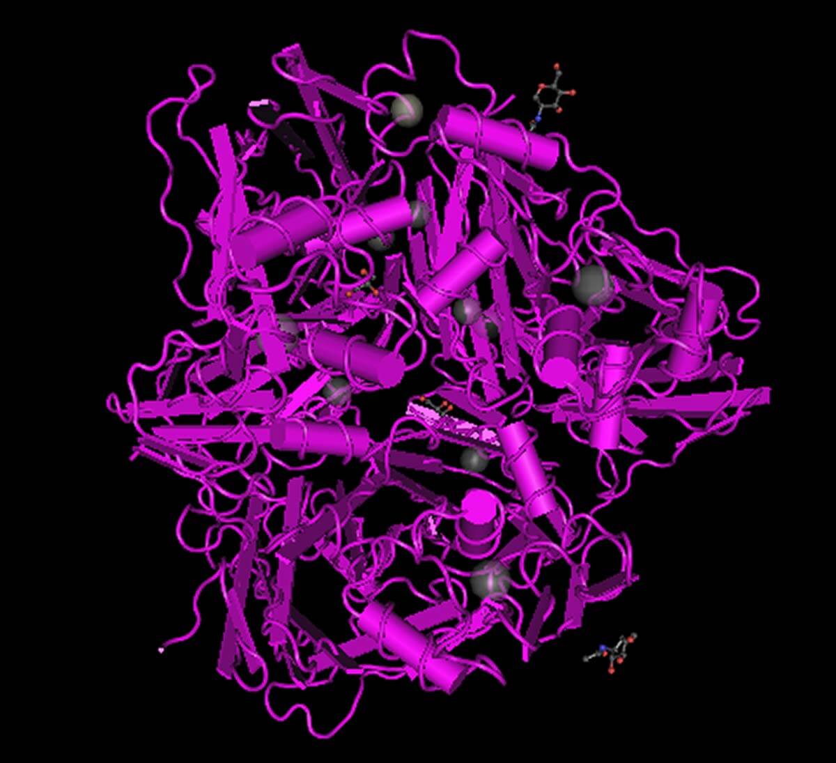 Ceruloplasmin Antibody Market