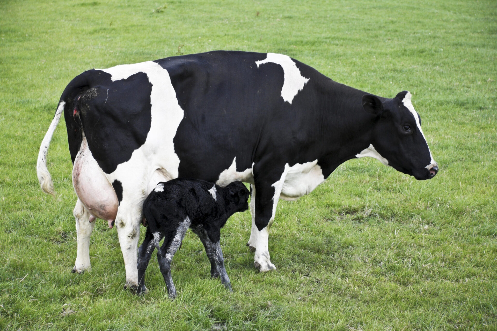 Cow Antibody Market