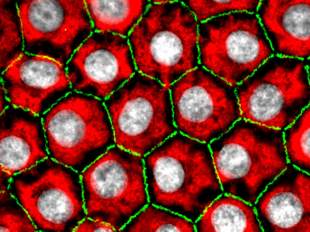 Honeycomb Cell Culture System Market