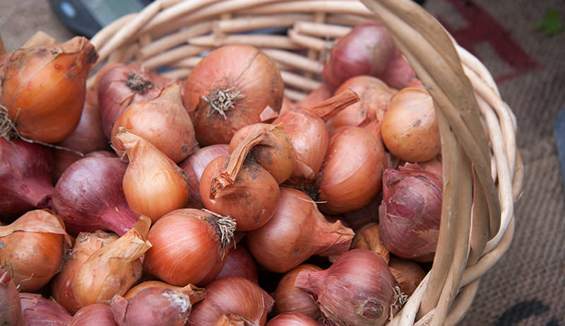 Fresh Shallots Market Research Trends Analysis by 2017-2032