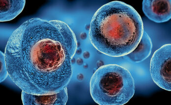 Human Embryonic Stem Cell Assay Market