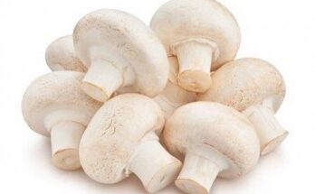 Organic Fresh Whole White Mushroom Market