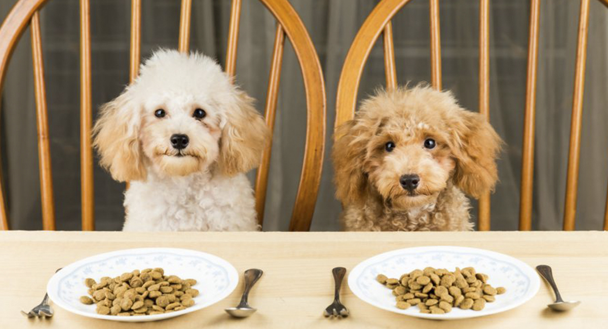Pet Snacks and Treats Market Share, Growth Forecast Global Industry Outlook