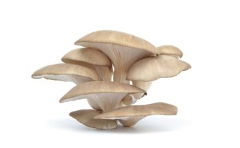Retail Pack Oyster Mushroom Market