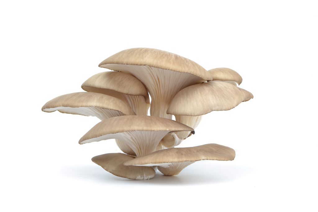 Retail Pack Oyster Mushroom Market Research Report 2017-2032