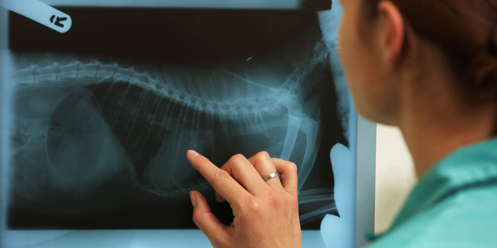 Veterinary Radiology System Market