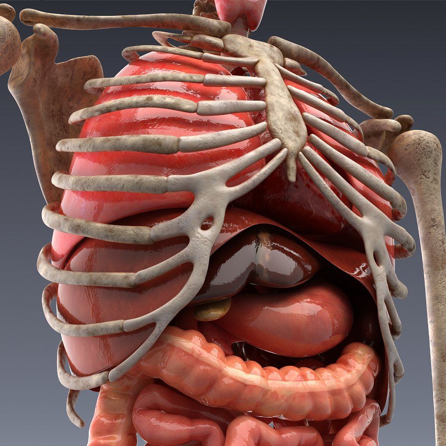 3D Human Anatomy Model Market