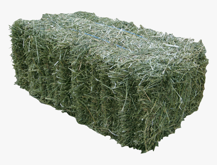 Alfalfa Fodder Market insights into the Latest Innovations and Future Growth Opportunities