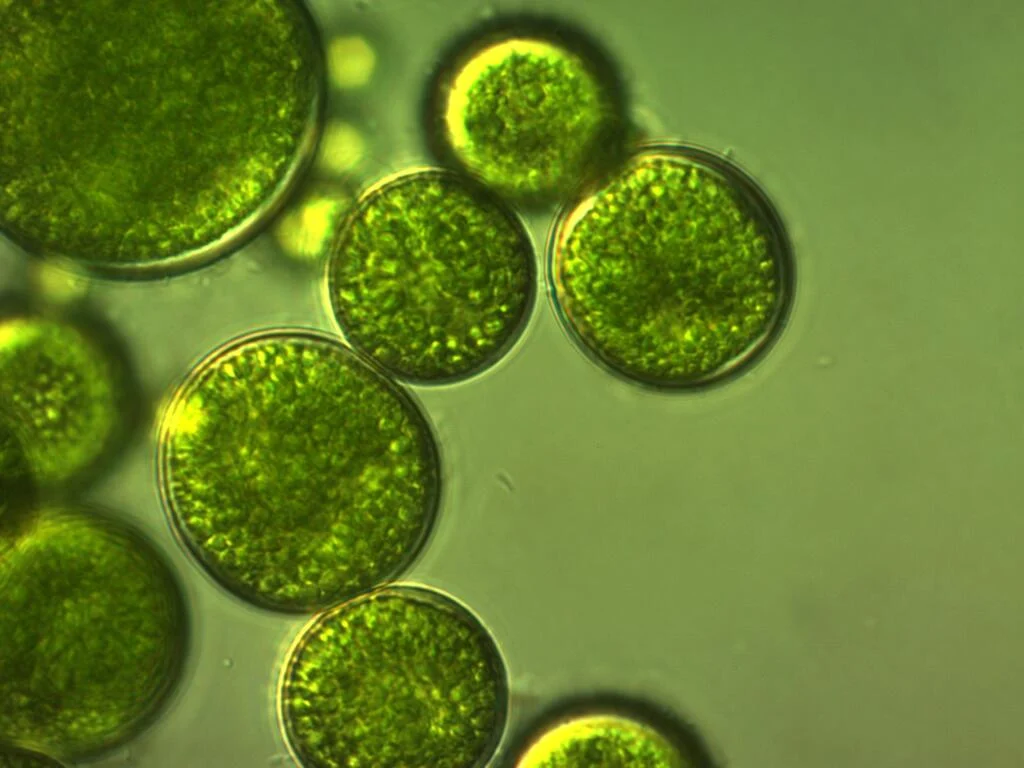 Algal Biomass Market Challenges, Analysis and Forecast to 2032