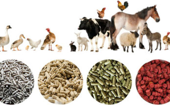 Animal-based Compound Feed Market