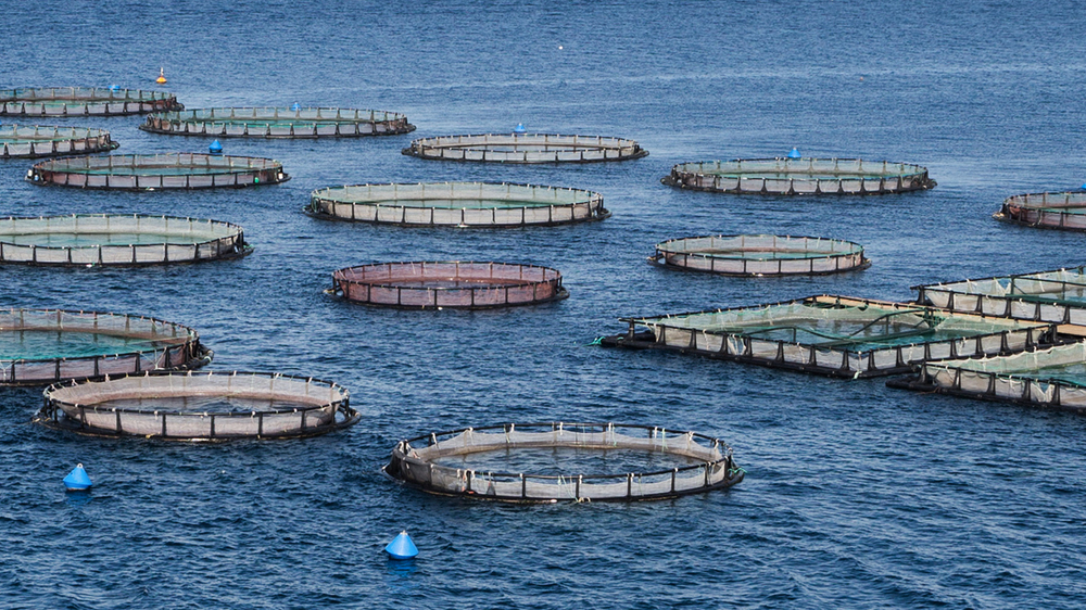 Aquaculture Therapeutics Market