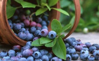 Bilberry and Bilberry Products Market