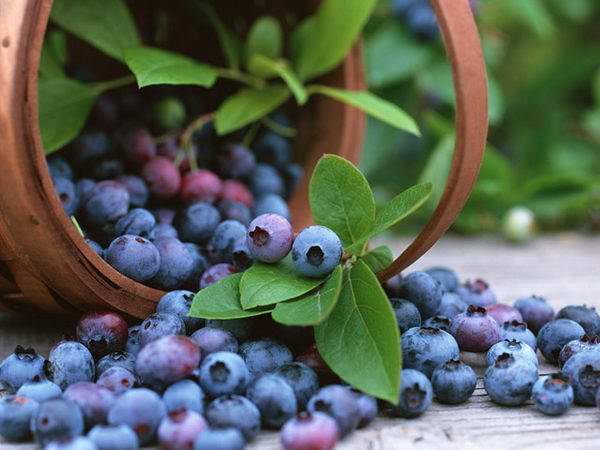 Bilberry and Bilberry Products Market