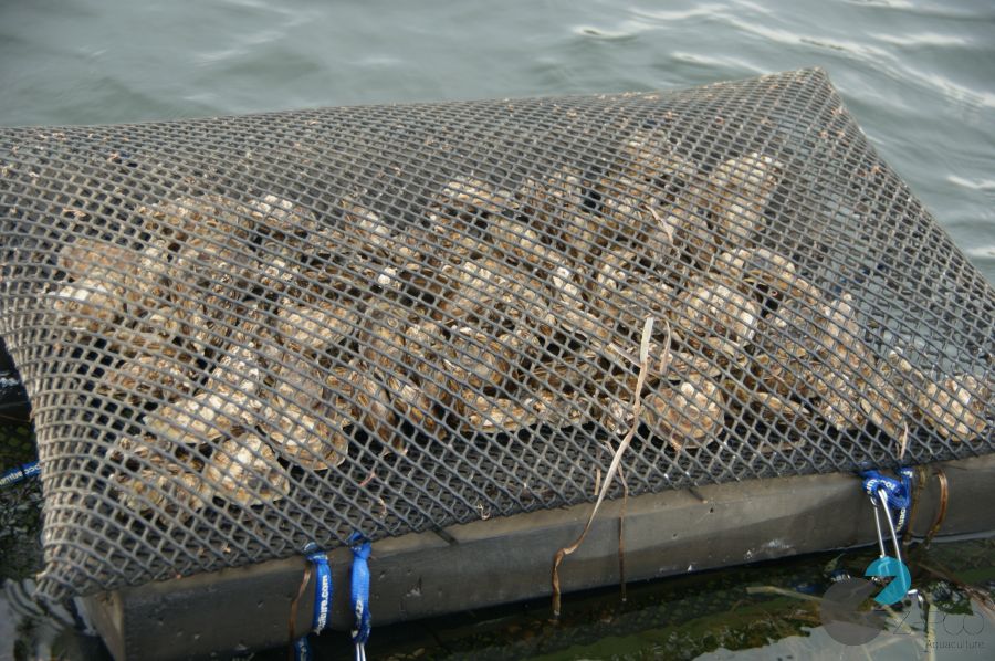 Floating Oyster Bag Market Future Aspect Analysis and Current Trends by 2017 to 2032