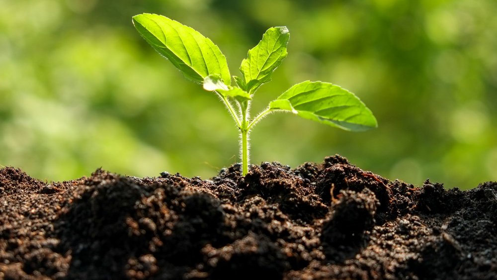 Inorganic Soil Amendments Market