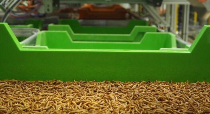 Insect Farming Technology Market