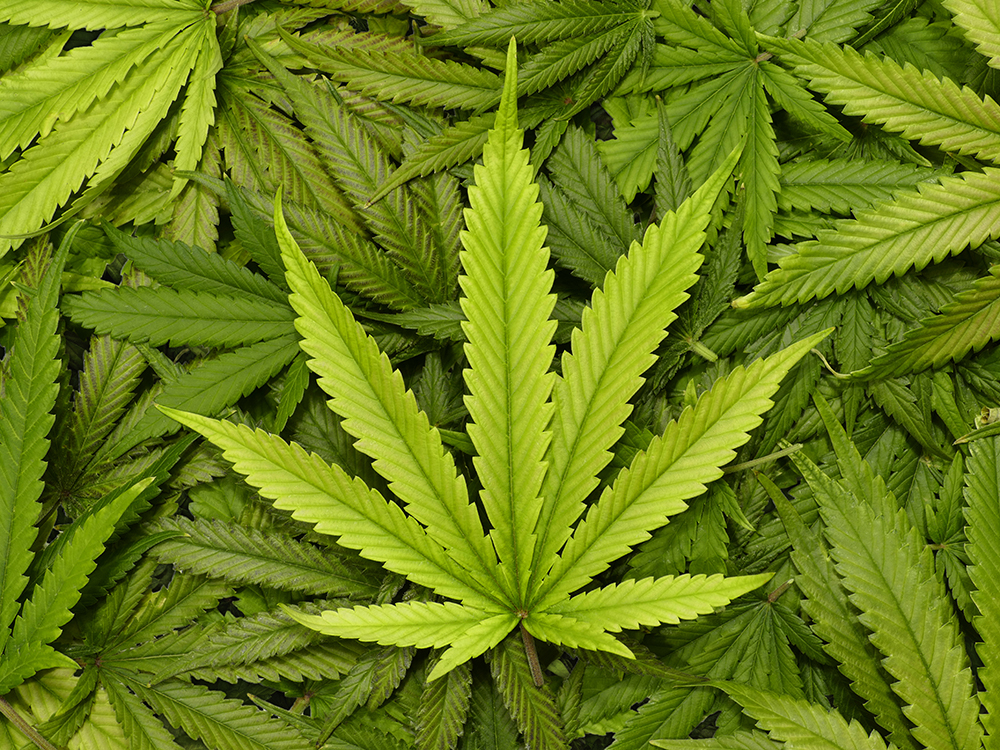 Legal Cannabis Market