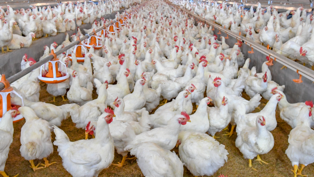 Poultry Farm Management Software Market Comprehensive Analysis of Key Industries and Emerging Trends
