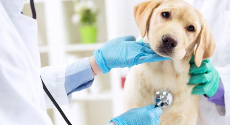 Veterinary Critical Care Consumables Market
