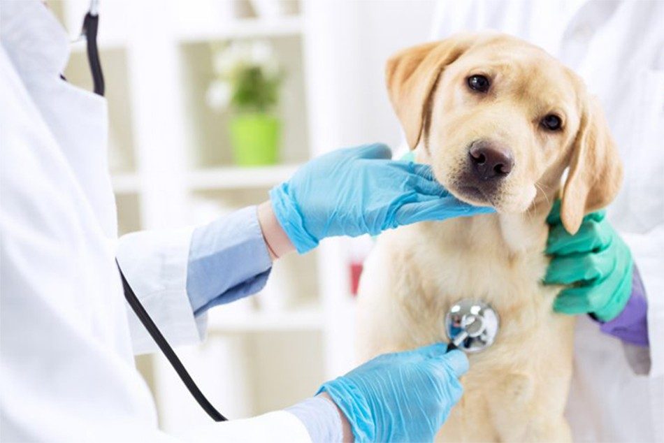 Veterinary Critical Care Consumables Market