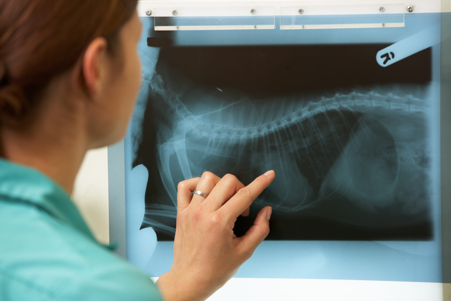 Veterinary Radiological System Market