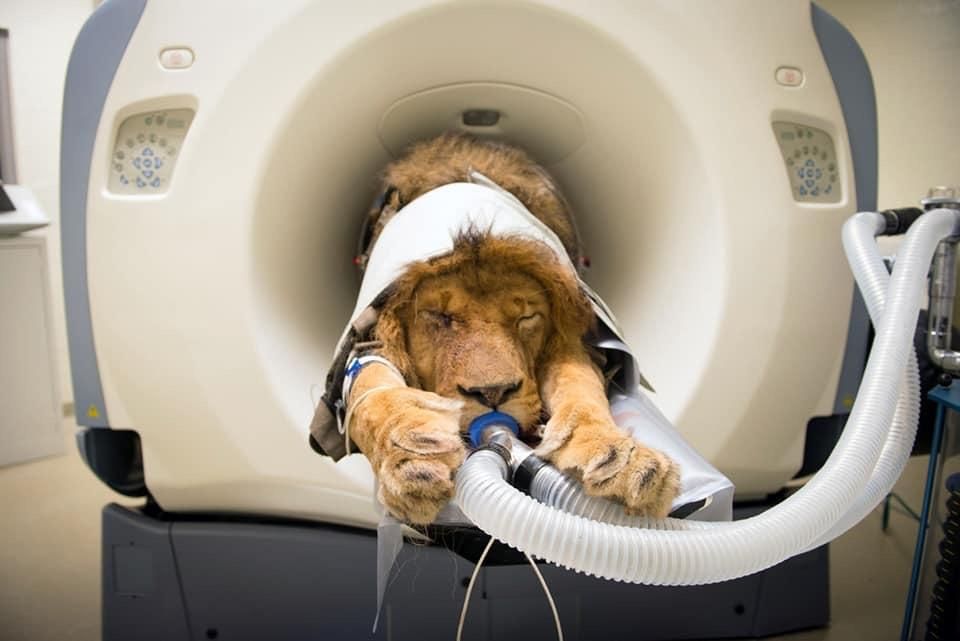 MRI Compatible Animal Anesthesia Machine Market