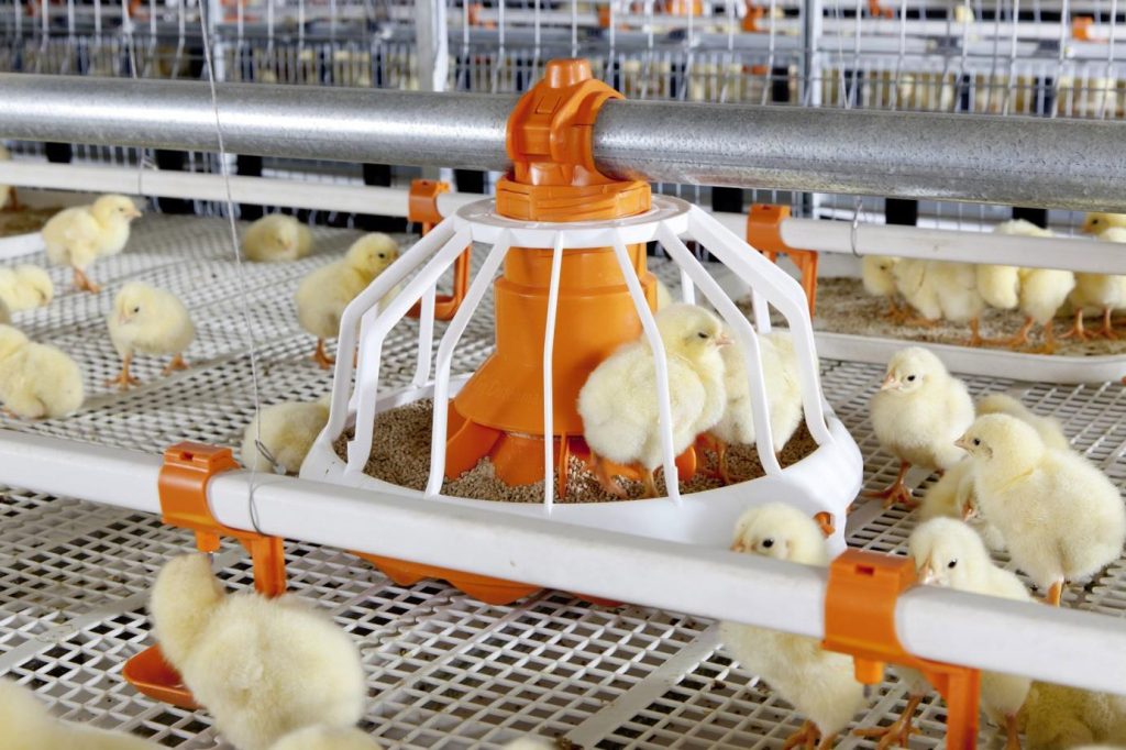 IQF Poultry Market