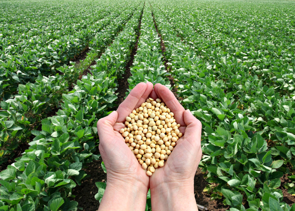 GMO Crops And Seeds Market