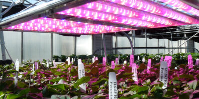 LED Lighting for Horticulture Application Market