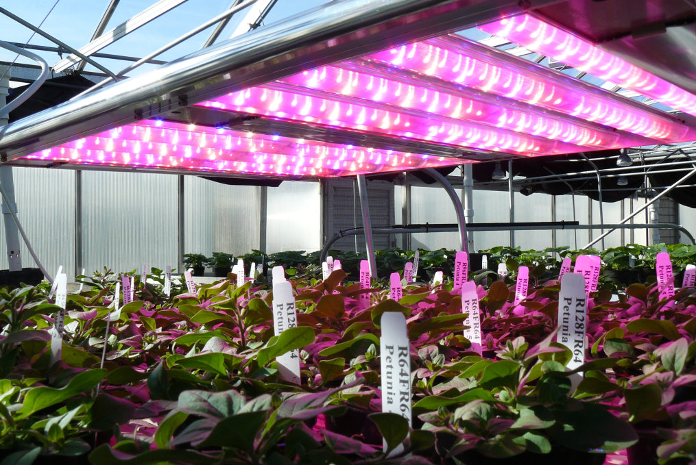 LED Lighting for Horticulture Application Market