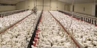 Commercial Broiler Market