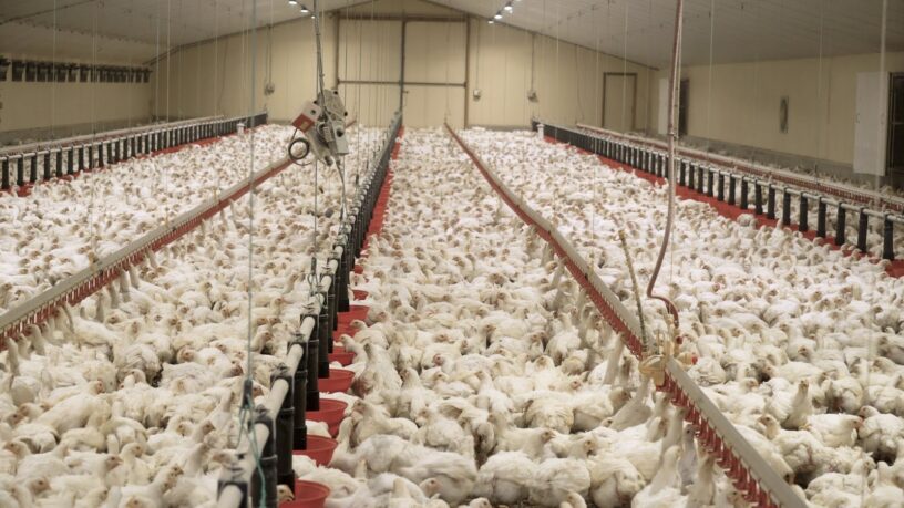 Commercial Broiler Market