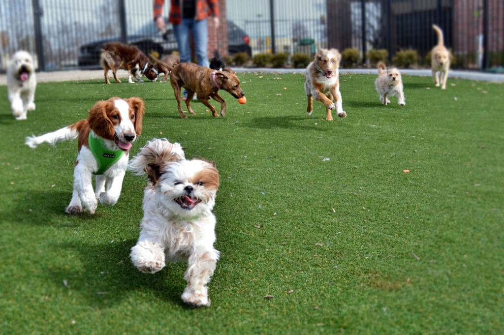 Pet Daycare Market