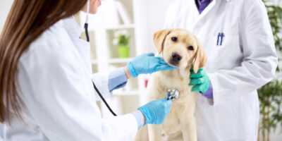 Vet Clinic Software Market