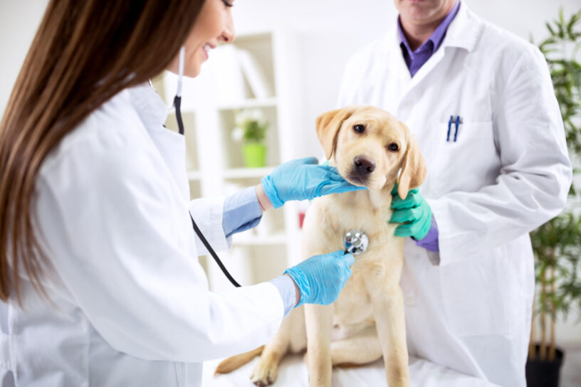 Vet Clinic Software Market