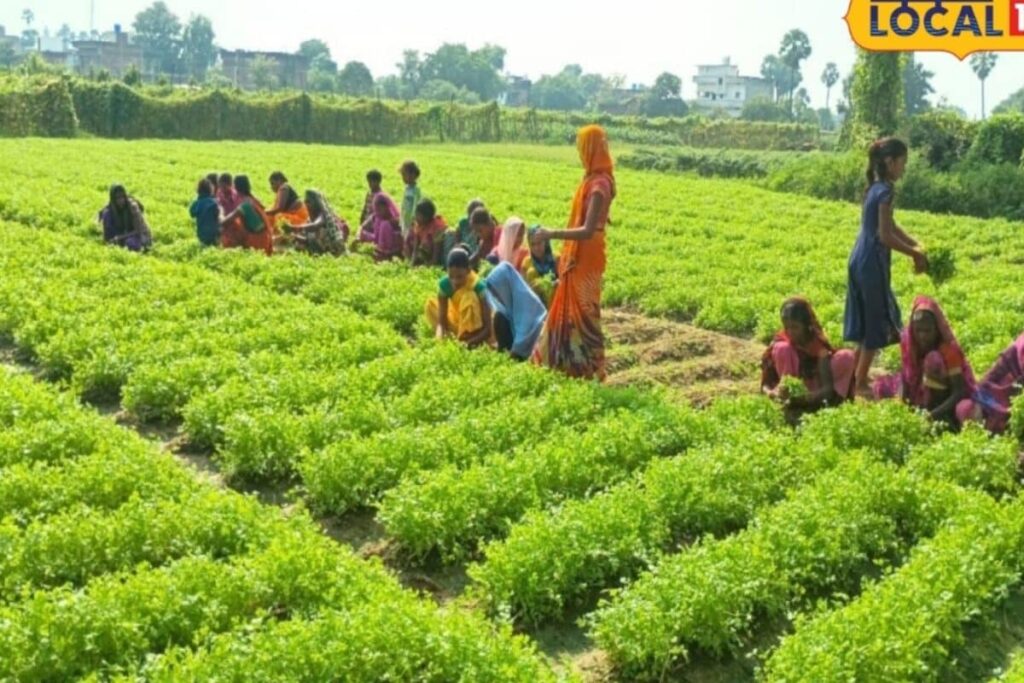 गया के किसानों का धनिया से धमाका: ₹500 लागत में ₹20,000 मुनाफा — जानिए कैसे?