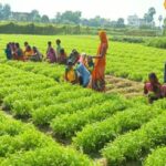 गया के किसानों का धनिया से धमाका: ₹500 लागत में ₹20,000 मुनाफा — जानिए कैसे?